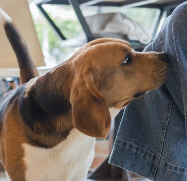 Beagle investigate gust in its owner house.