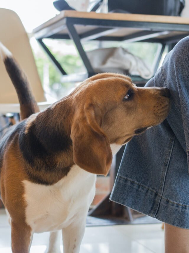 Dogs smell each other’s butts—why? in the US