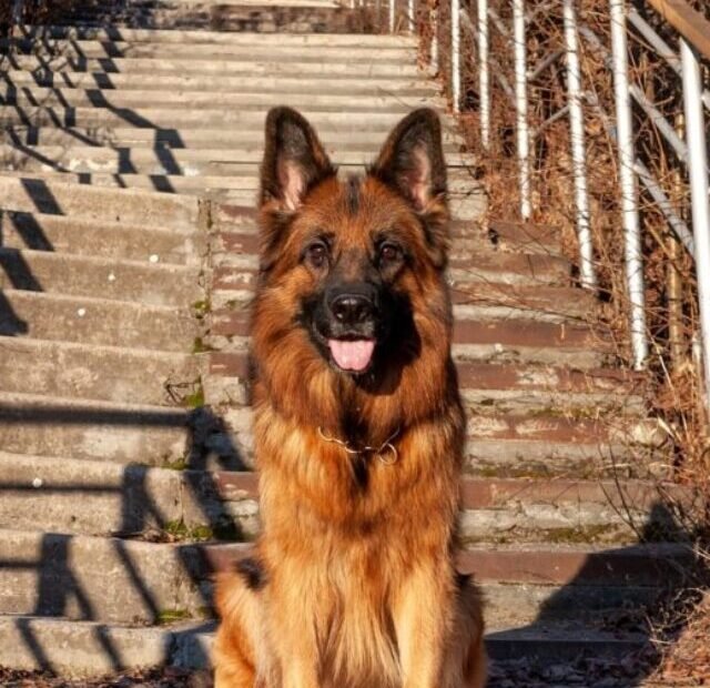 long-hair-gsd-sitting-at-bottom-of-stairs-1024x692 fgfggbg