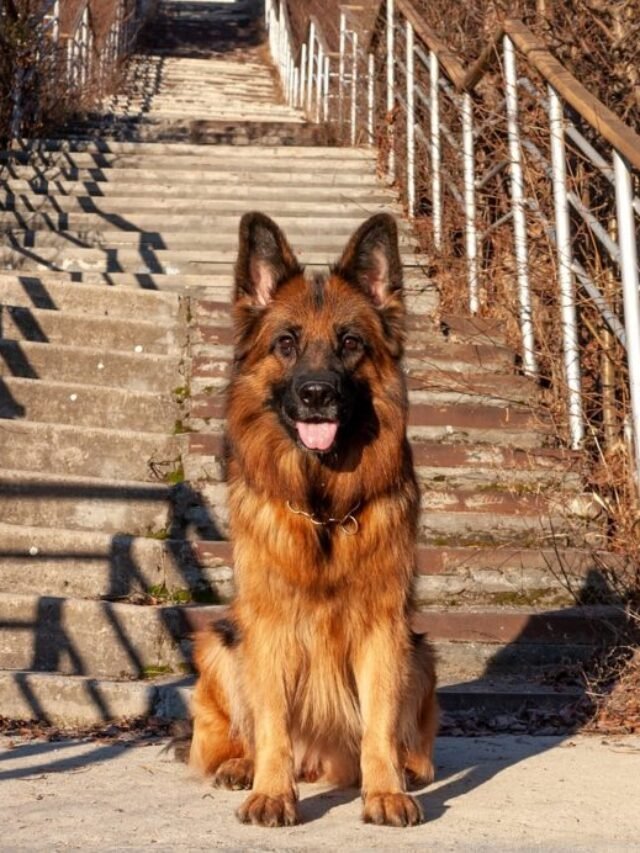 America’s Finest German Shepherd Colors