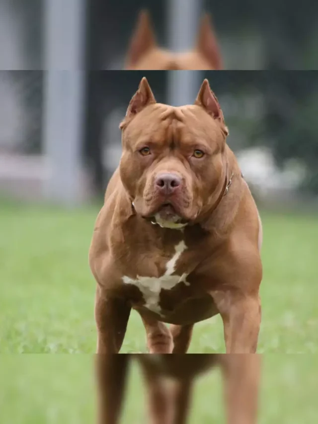 The USA’s Riskiest Dog Breeds With a History of Aggression